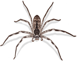 Thumbnail Image 1